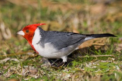 cardenal160607_2.jpg