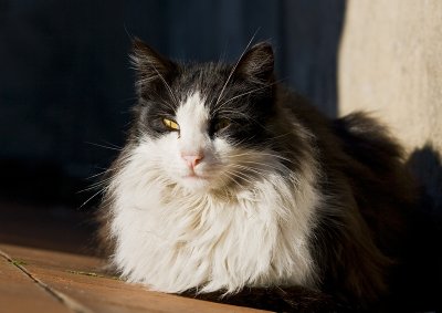 gato140707_1.jpg