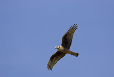 gavilan290907.jpg