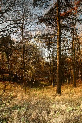 Copse.jpg