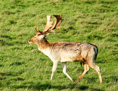 Stag.jpg