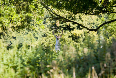 _MG_4677.jpg