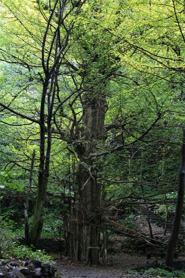 500yr Old Gingko Tree (Oct 06)