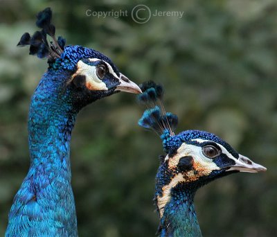 Peacocks (Oct 06)
