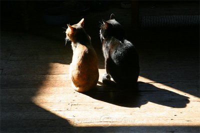 Two Cats Basking In The Sun (Dec 06)