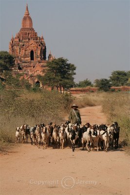 Life On The Bagan Plain (Dec 06)