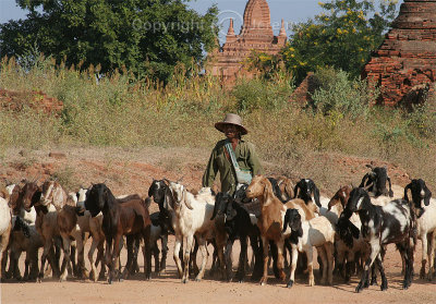 Life On The Bagan Plain (Dec 06)