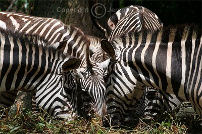 All Heads Together! (Apr 07)