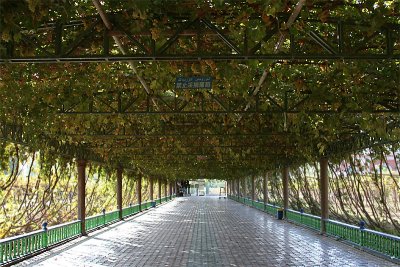 Grapevine Trellises (Oct 07)