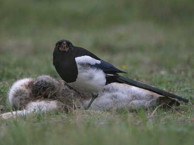 Eurasian Magpie - Ekster