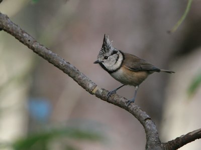 Crested Tit - Kuifmees