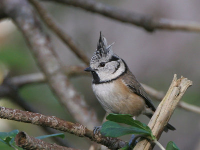 Crested Tit - Kuifmees