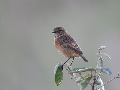 Stonechat - Roodborsttapuit