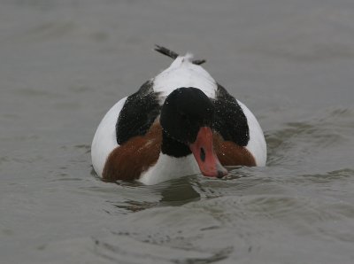 Common Shelduck - Bergeend