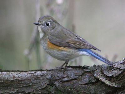 Red Flanked Bluetail - Blauwstaart