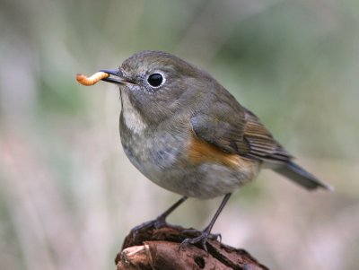 Red Flanked Bluetail - Blauwstaart
