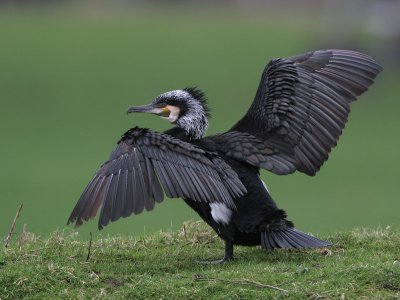 Great Cormorant - Aalscholver