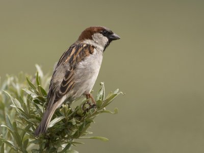 House Sparrow - Huismus