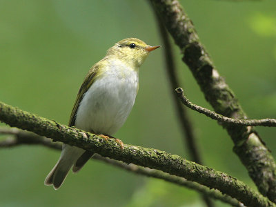 Wood Warbler - Fluiter