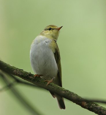 Wood Warbler - Fluiter