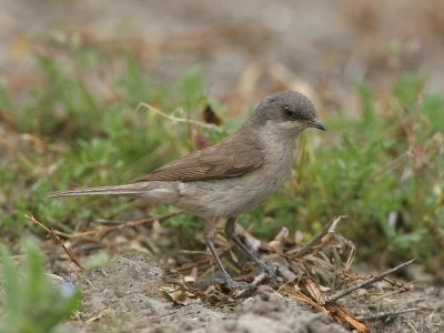 Lesser Whitethroat - Braamsluiper