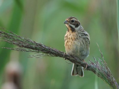 Reed Bunting - Rietgors