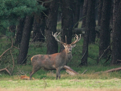 Red Deer - Edelhert