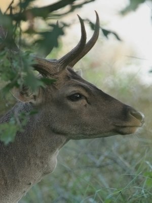 Fallow Deer - Damhert