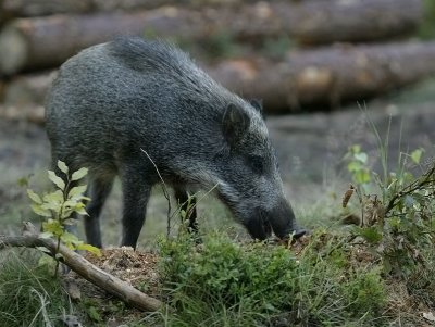 Wild Boar - Wild Zwijn