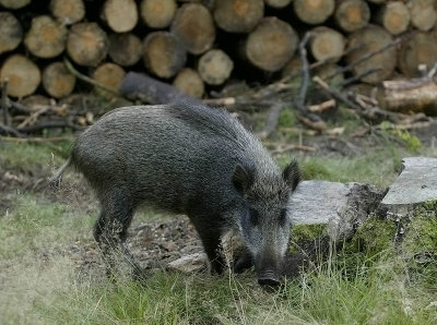 Wild Boar - Wild Zwijn