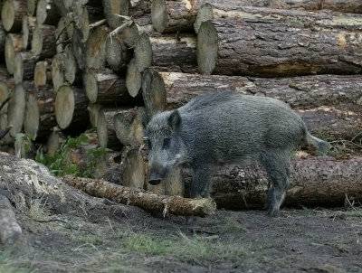 Wild Boar - Wild Zwijn