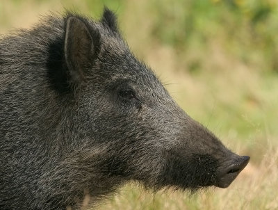 Wild Boar - Wild Zwijn