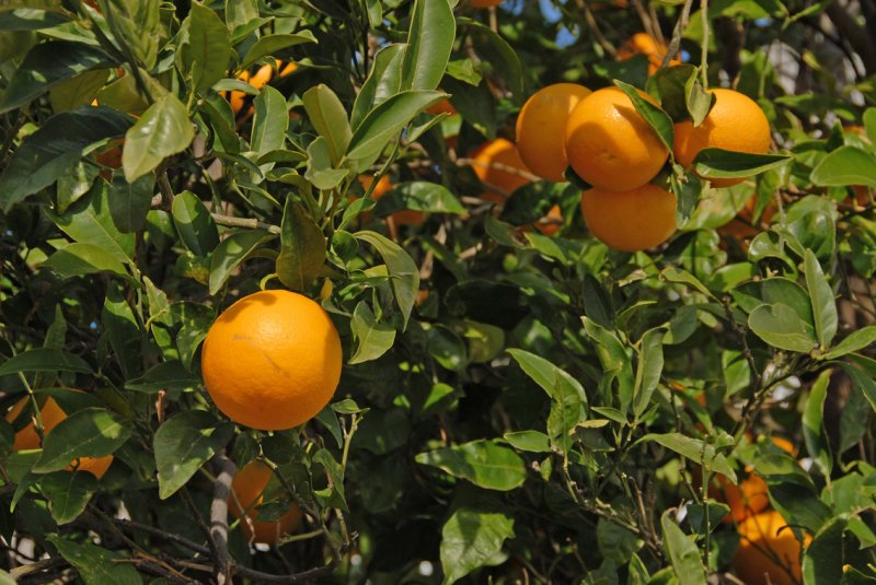 Oranges on the bough