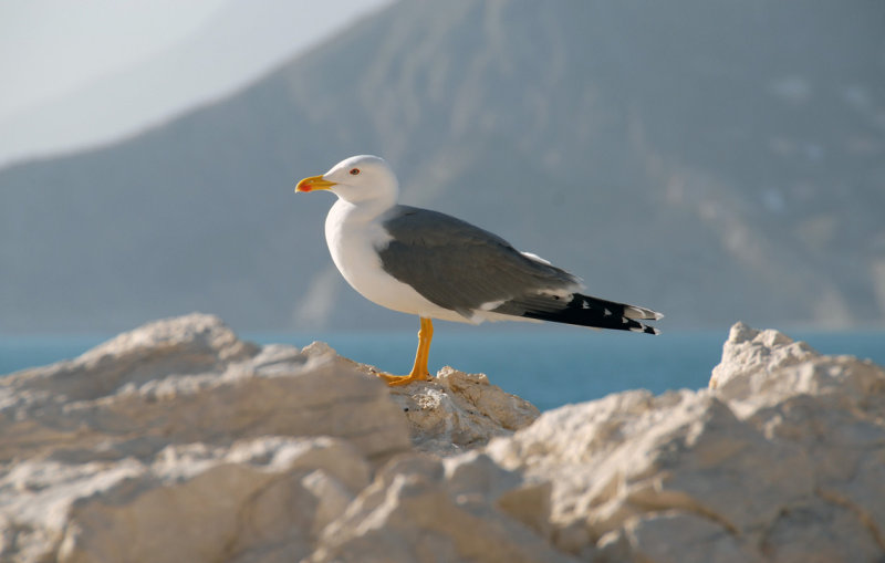 Squawk!