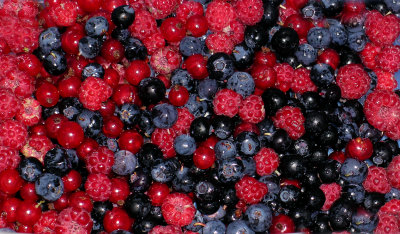 Food for free - berries