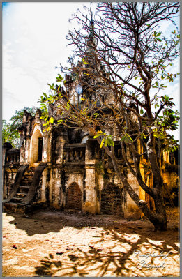 Tree and Temple