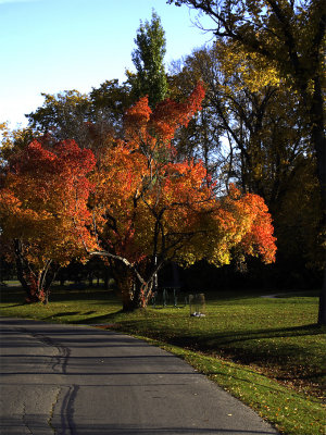 Fall Scenes in Assiniboine Park