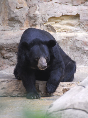 SAZ 009.jpg