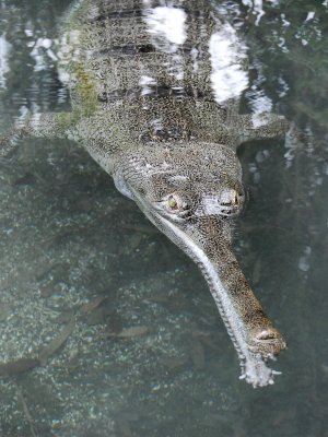 SAZ 083.jpg