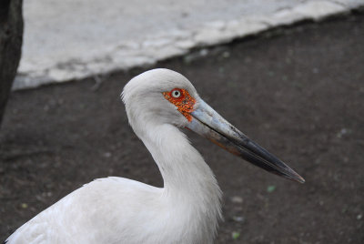 Zoo de San Antonio
