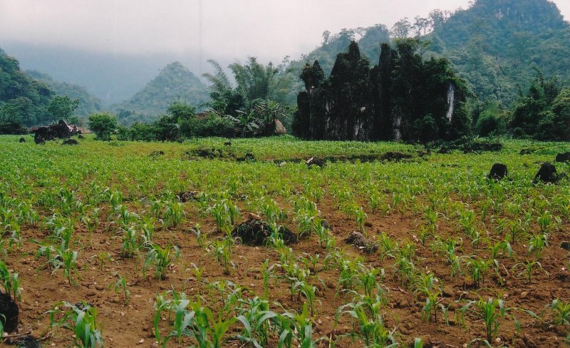 corn scape.jpg