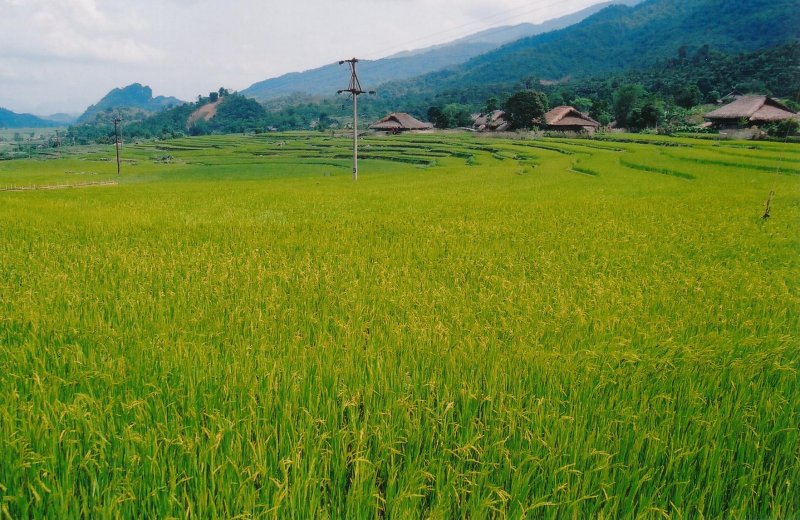 terraced rice fields.jpg