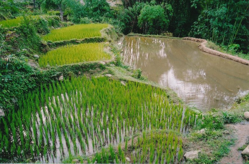 baby rice ponds.jpg