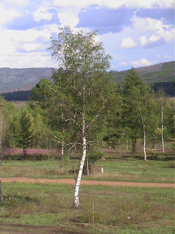 The birch tree