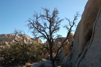 Naked Tree amongst Desert Foliage