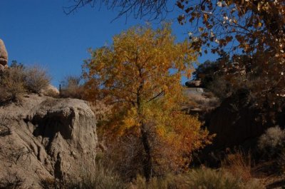 Majestic Autumn Colors