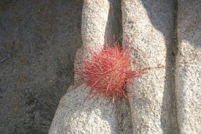 A Barrell Cactus caught between a rock & a hard place