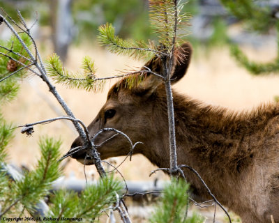 Yearling Elk Foraging