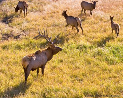 Bull Elk Protecting His Harem