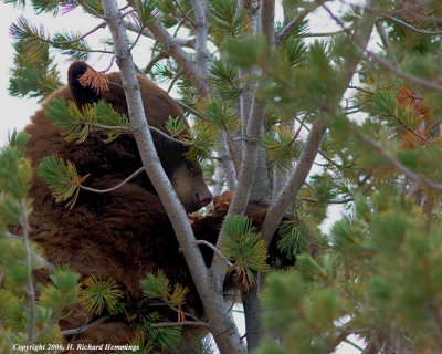 Cinnamon Bear Lunching in Tree